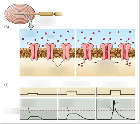 mechanoreceptors|More.